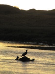 SX13191 Silhouette of Cormorant (Phalacrocorax Carbo).jpg